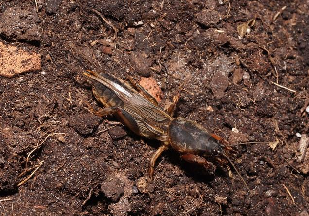 这种农村"害虫"80后以前的人才知道,你见过吗?|南方|害虫|蝼蛄_新浪新