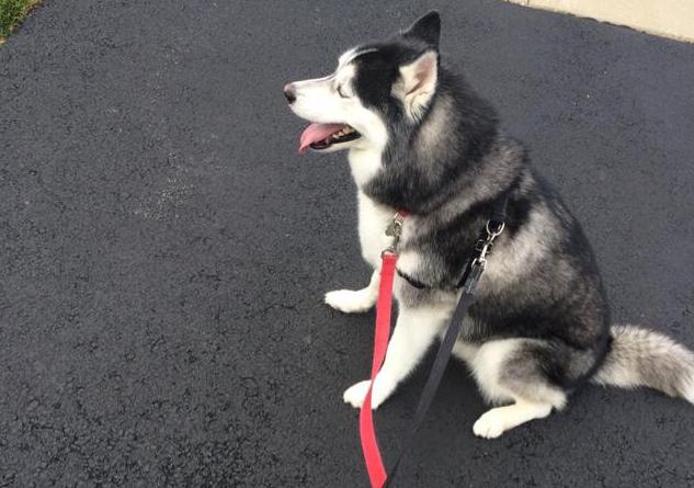 哈士奇俗称撒手没,怎么样才能治的了这样的二哈?