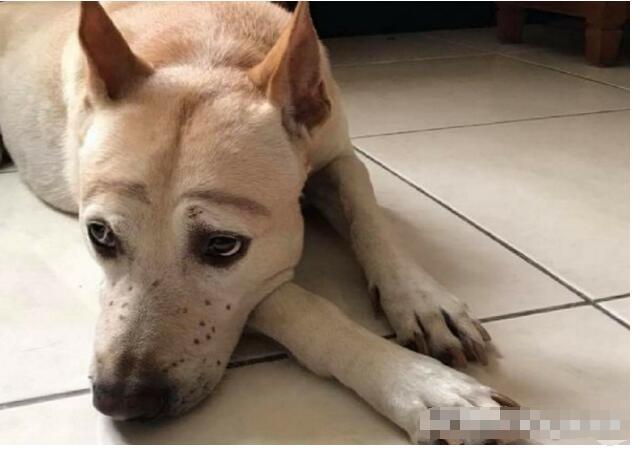 可爱的小脸蛋被点出小雀斑,还有两条弯弯的眉毛,表情超无奈的趴在地板