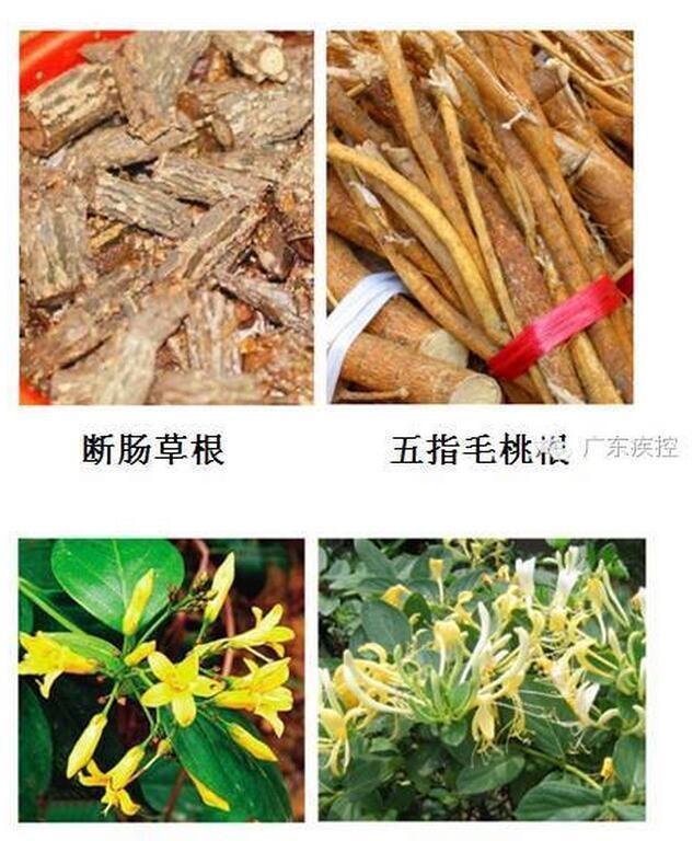 北京一家三口喝这东西后惨了 已致2人身亡|身亡|江明|断肠草_新浪新闻