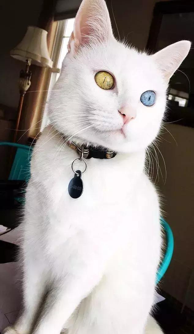 新领养一只异瞳泰国御猫据说身价世界前十赚大发了