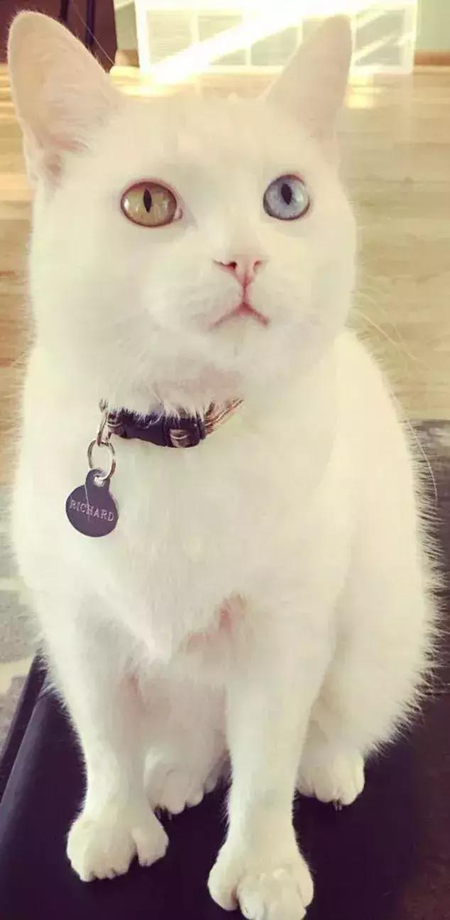 新领养一只异瞳泰国御猫据说身价世界前十赚大发了