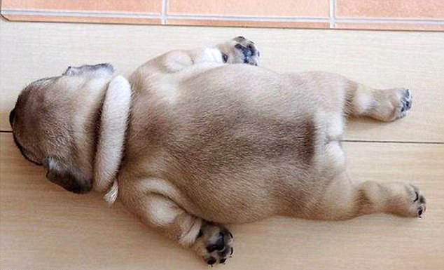 十大狗狗搞笑睡姿大盘点拿起香蕉当枕头