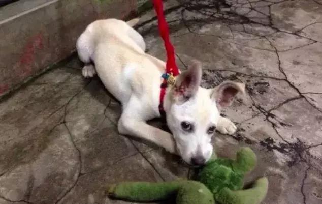 在垃圾袋里发现半截狗狗的身体,但是最后结果出人意料