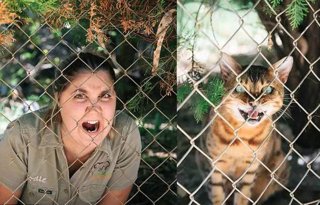 澳洲动物园模仿秀,搞笑照片蹿红网络