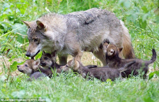 狼妈妈死后,狼爸爸担起了照顾5只只有11周大的小狼崽的重任.