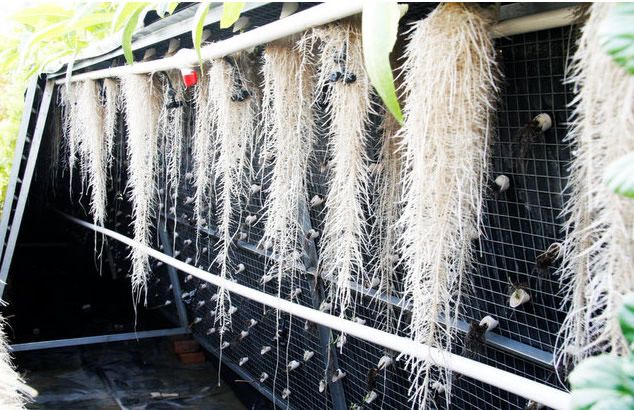 不用土,不用水,这种方式种蔬菜,生长比平时快3倍,产量翻2倍