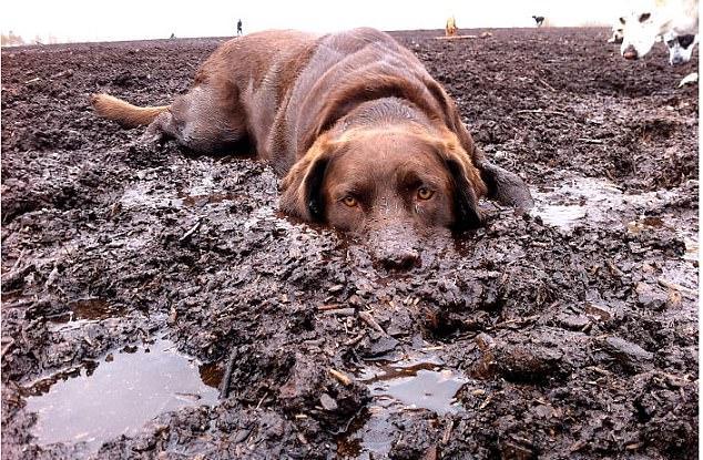 一看就是刚被骂过的表情,谁让它那么情不自禁,把嘴都伸进泥巴里去了呢