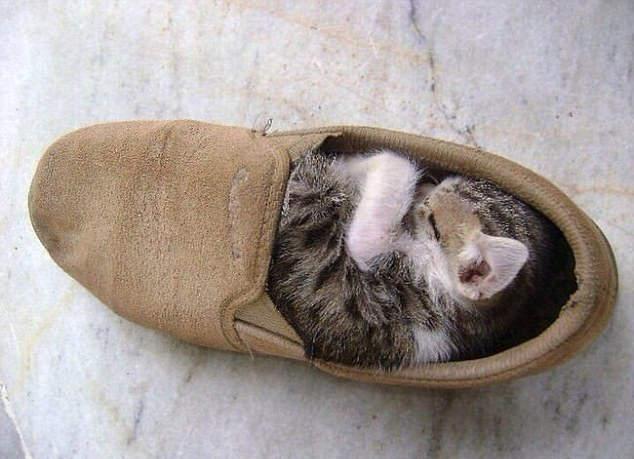 穿靴子的猫真猫版,鞋子里有猫请大家小心!