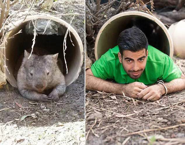 澳洲动物园模仿秀,搞笑照片蹿红网络