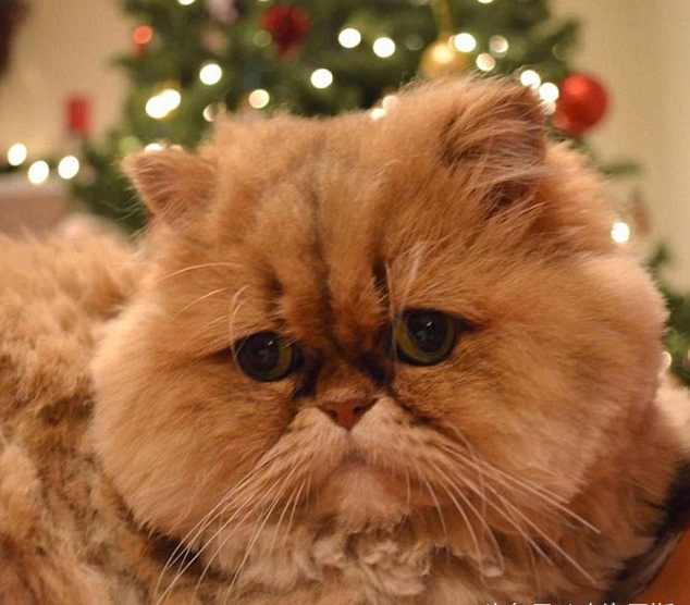 美国一只叫做buttercup的"懊丧猫",每天都一脸抑郁,不管主人怎么逗它