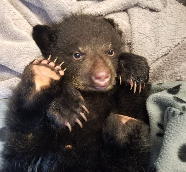 摄影师救了一只濒临死亡的小熊宝宝!