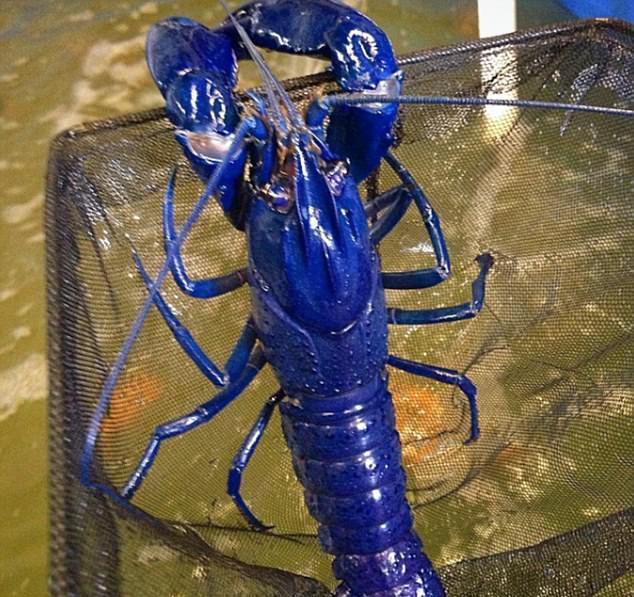 澳大利亚出现蓝色龙虾煮完之后是橘色