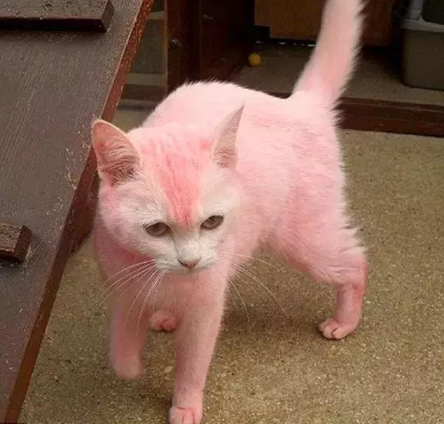 流浪猫被人恶作剧染成粉红色,看着让人心疼