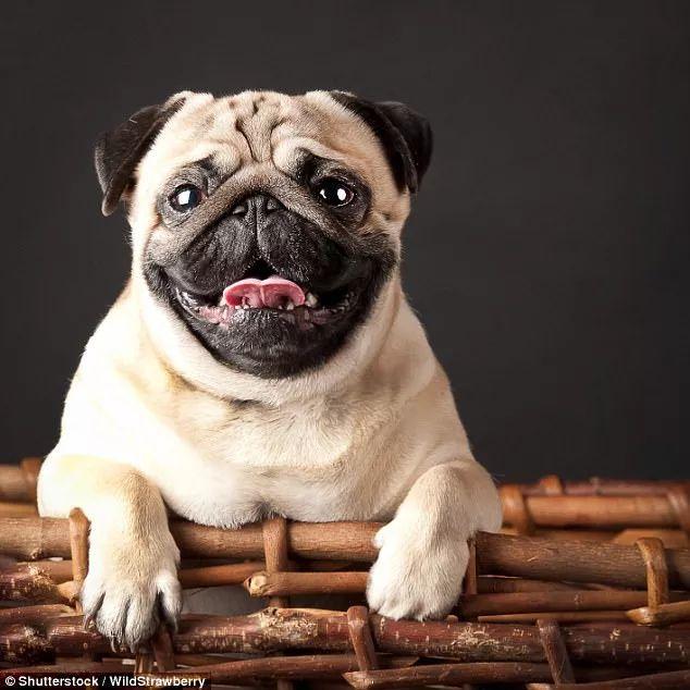 我们都知道,巴哥犬,斗牛犬它们面部扁平,鼻腔非常短,包括同类的短鼻腔