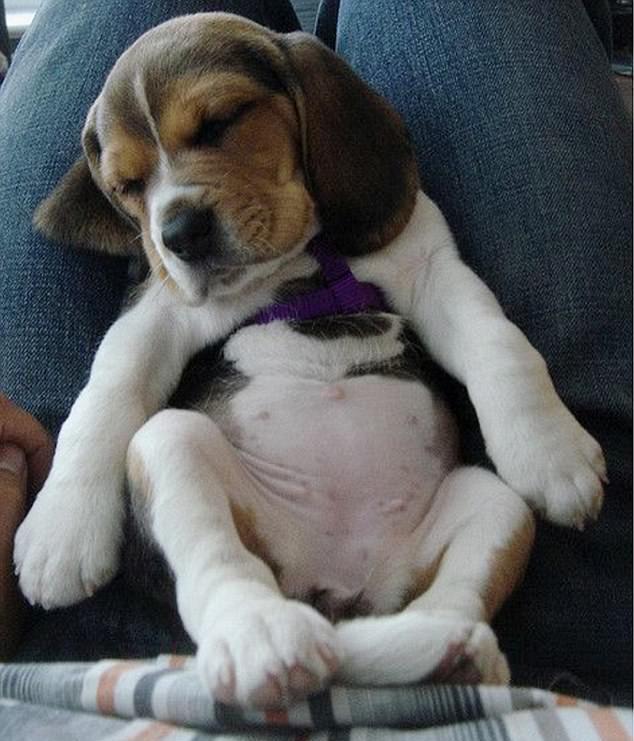 这只狗狗真幸福,还有人陪着睡觉,瞧一脸享受的样子,享受的长了一脸的