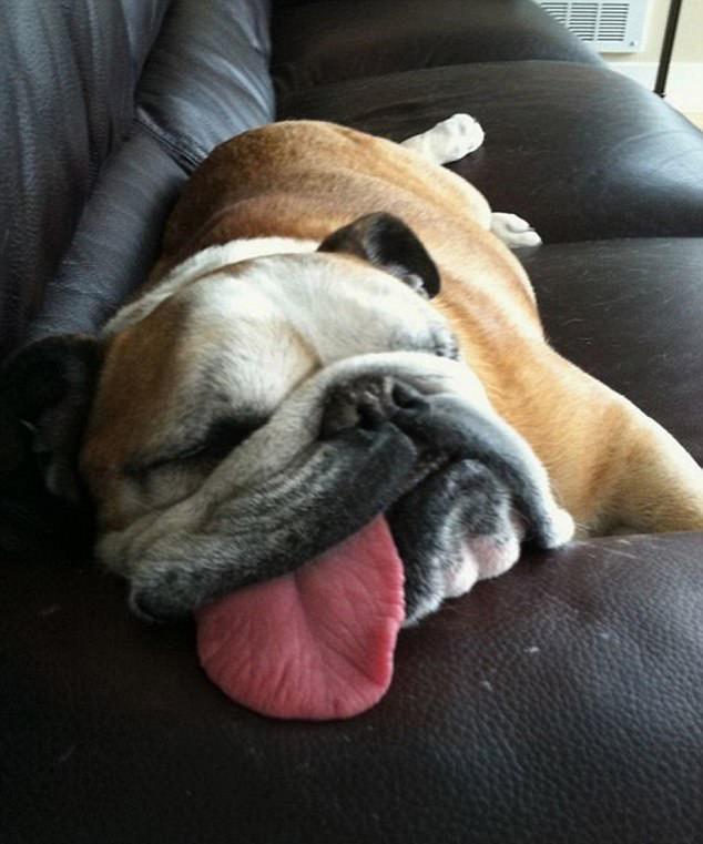 十大狗狗搞笑睡姿大盘点拿起香蕉当枕头