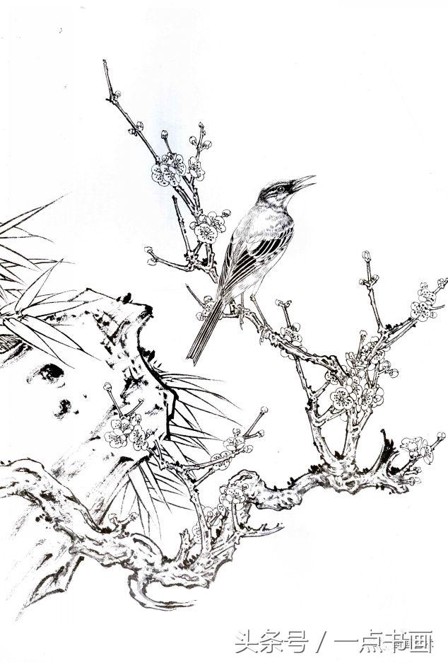 国画素材丨白描梅花画稿