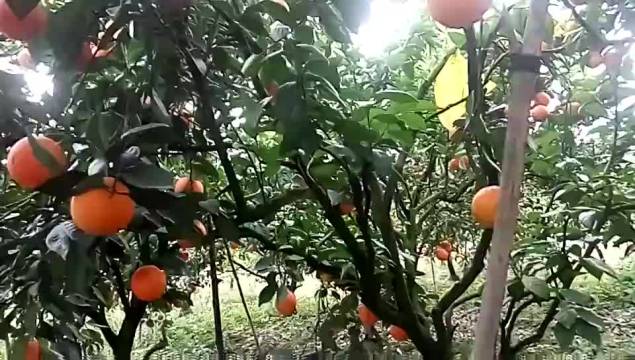 江永橙子 家里的纽荷尔脐橙,现在这个时节的味