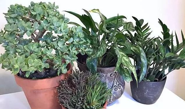 苦楝|害虫|楝树_新浪新闻