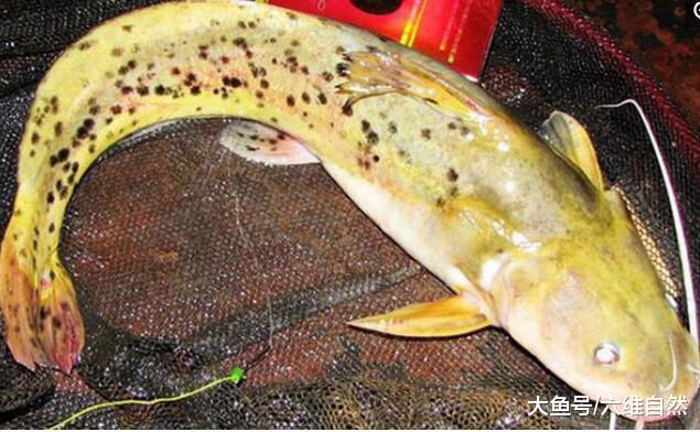 芝麻剑鱼只追求野外生存从未被人工养殖