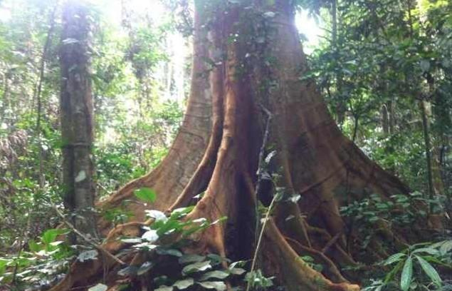 大板都那么高不可攀,实木大板中也有很多平民的价格,比如非洲奥坎大板