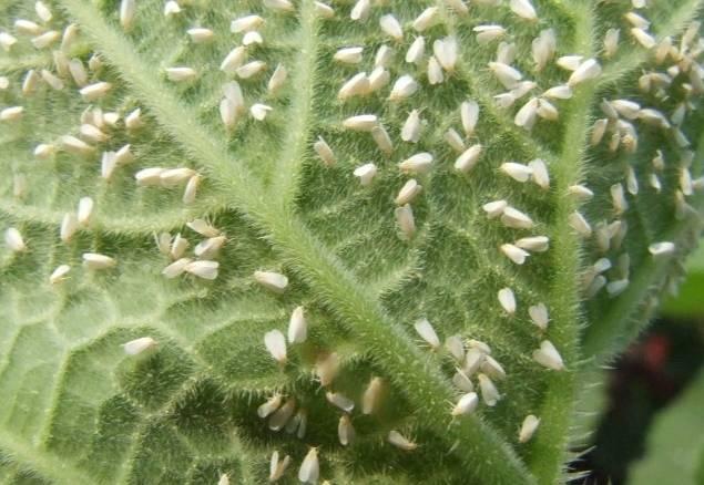 养花不知道这5种虫子怎么能养好植物