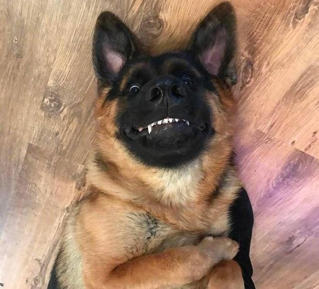 我怀疑自己养了只假德牧这模样这表情跟二哈有啥区别