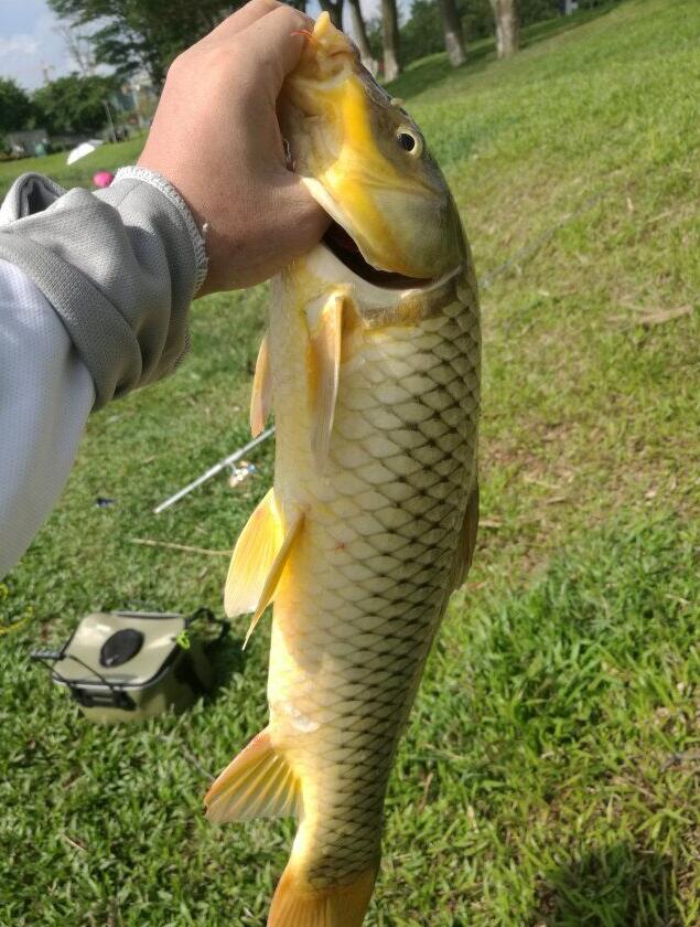 真难过, 钓到了"大头鲤", 不识货的我当普通鲤鱼给吃了, 市场上卖几百