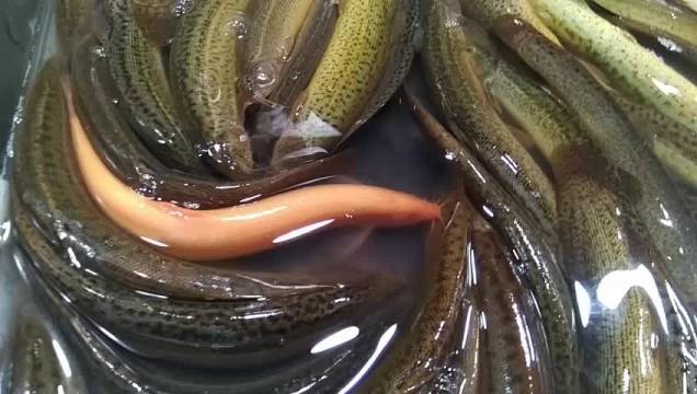 随手拍苏州 在超市发现一条罕见的金色泥鳅,这是怎么回事呢?