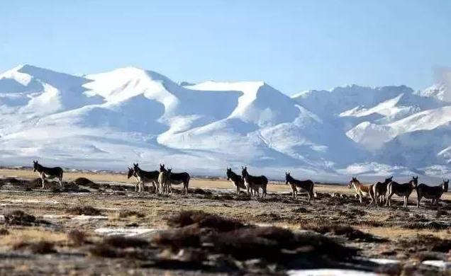 世界版图十大生命无人区