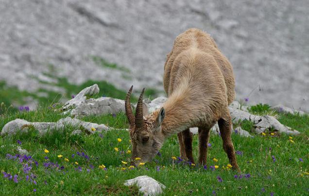 澳洲野山羊泛滥, 当地出动直升机射杀, 吃货表示: 暴殄天物呀!