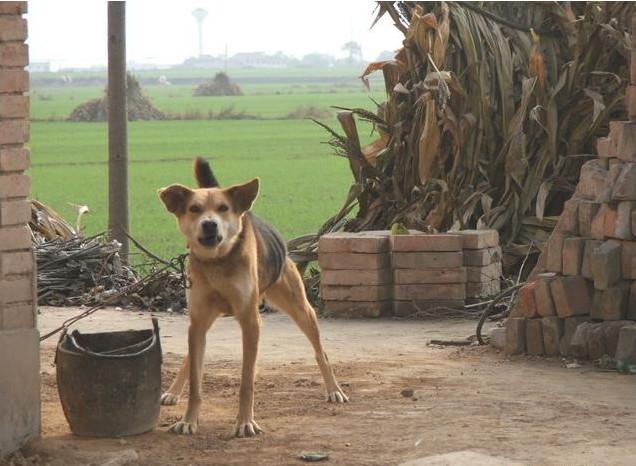 在农村家家户户都养狗,养狗对于农民来说有着什么样的意义呢?