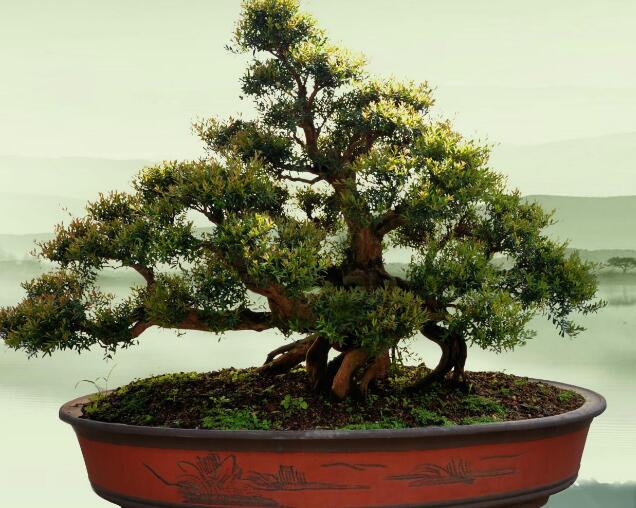 赤楠盆景的采挖与修剪注意事项