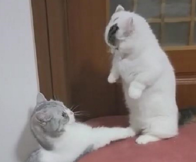 猫咪情侣打情骂俏,单身狗看了都想哭,众网友大呼:想吸猫!