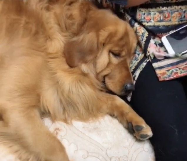 金毛妞妞非要靠着女主人睡觉,推都推不开,这也太可爱啦!