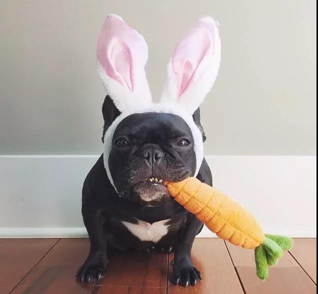 但是,还有很多人喜欢狗狗的耳朵,小家伙们竖起耳朵的样子,会有意想不