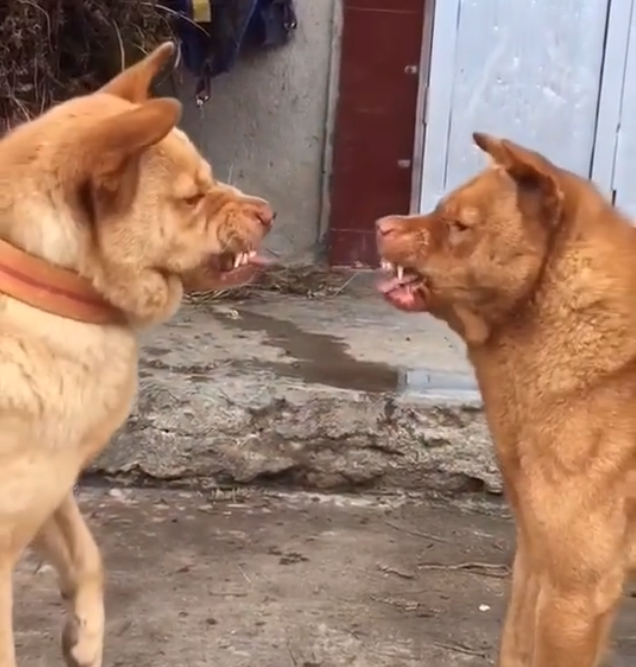 两只丑狗为争老大互相龇牙,却迟迟不动手,一个动作笑翻众人!