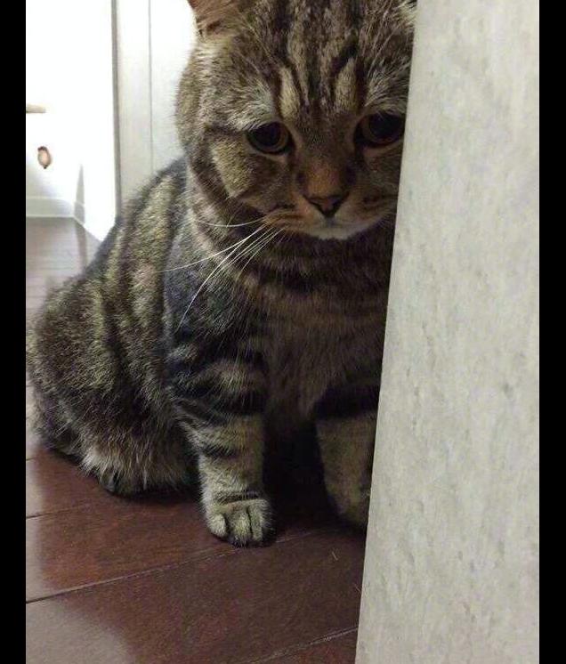 主人批评了猫咪几句,没想到它委屈的都要哭了,好可怜呀!