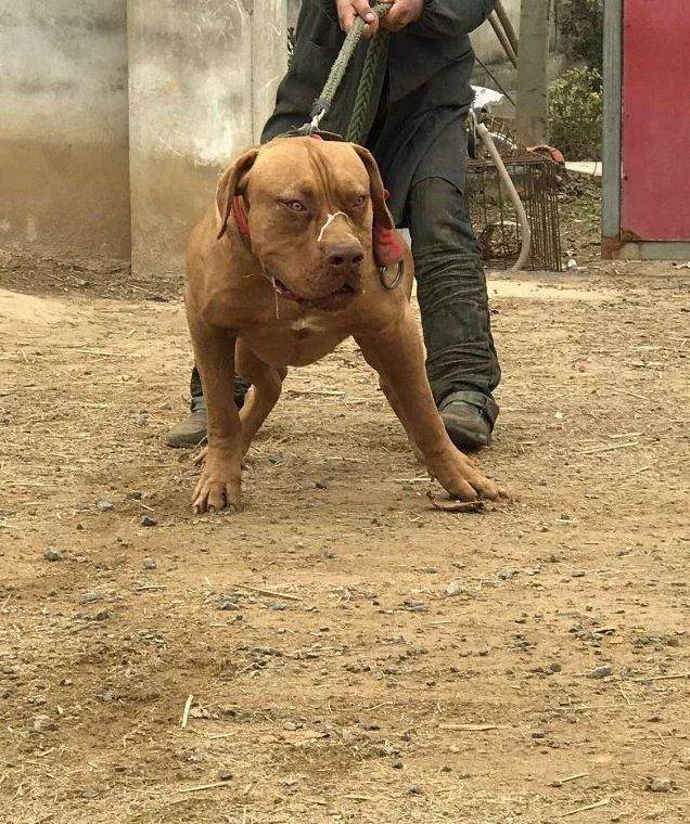 130斤的巨大型比特犬惊现国内某地,瞬间吓屎哈士奇