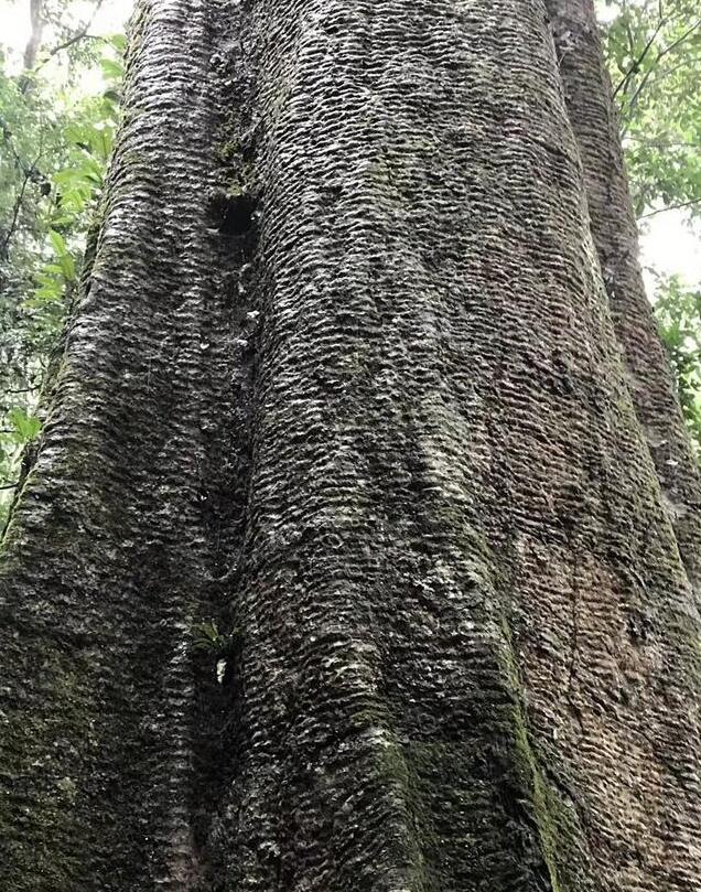 什么样的树才是树王?