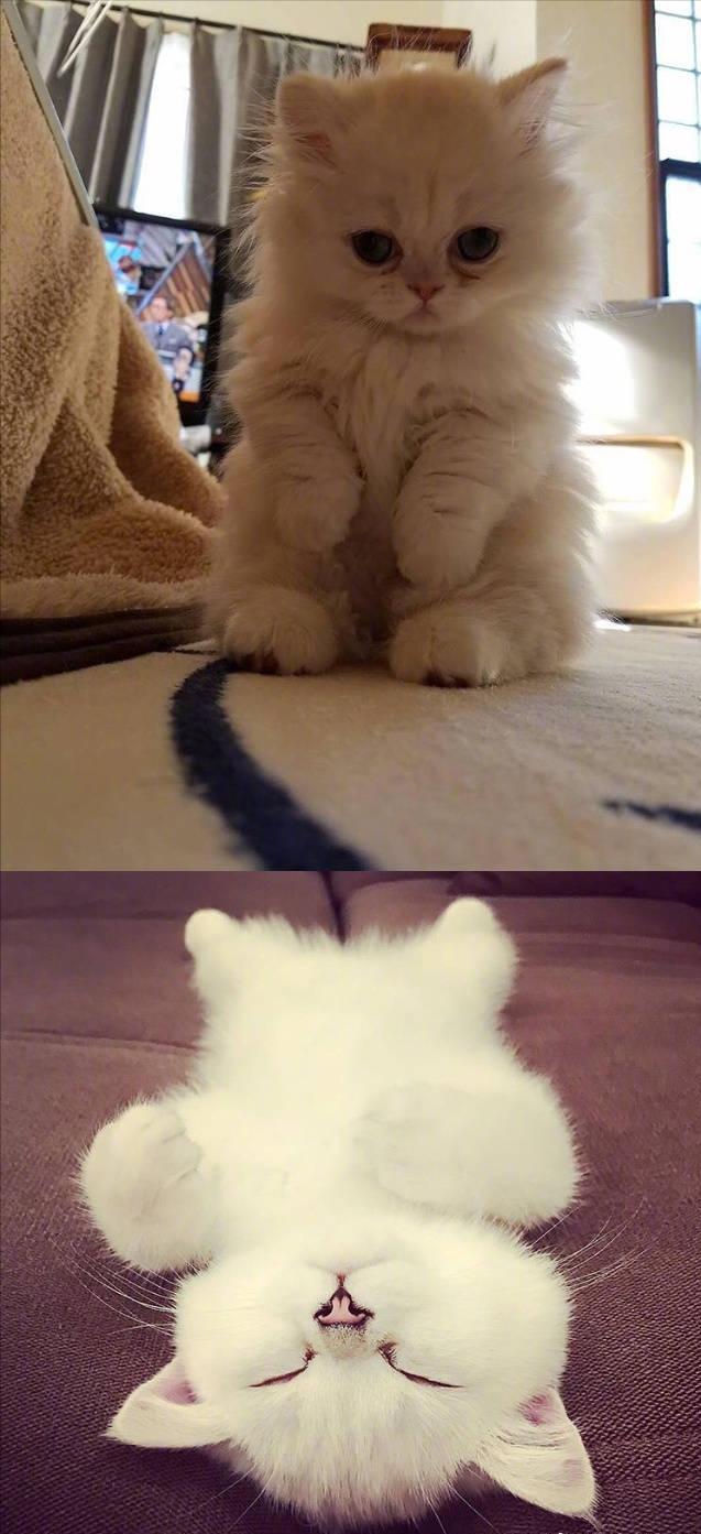 今天你云养猫了么?一大波猫猫来袭哦|猫猫|汉语|猫咪_新浪新闻