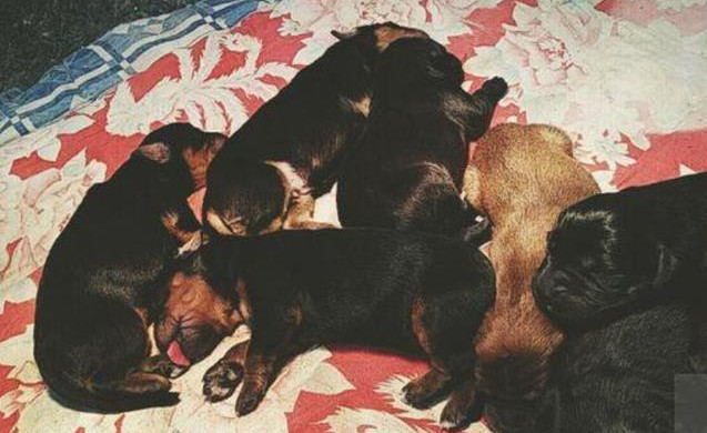 金毛好好的就被藏獒给欺负了,生下来的宝宝让主人傻眼