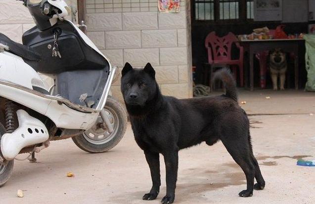 逐渐消失的土狗,第四种已经几乎绝迹!