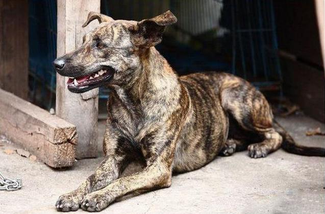 中国本土狗王斑锦彪曾为乾隆御园猎犬很多人都没见过