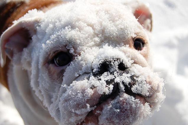 搞笑分享:给猫咪网购了一个头套,戴上一看瞬间笑喷,买家秀哈哈