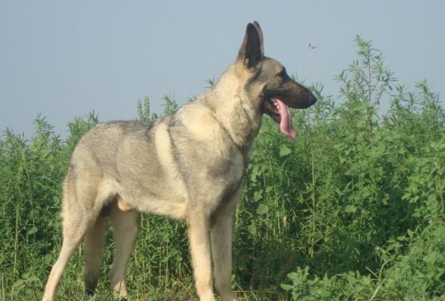 狼狗(德国牧羊犬,黑背,狼青)怎么挑选?选购狼狗品种要看什么