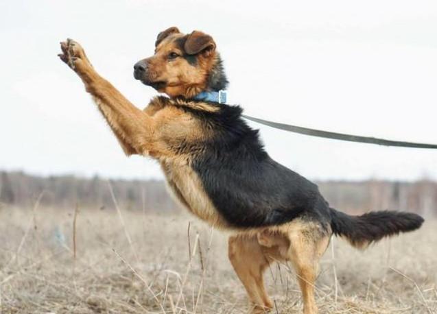 狗狗听从主人的命令,站在原地一动不动,但主人的做法让人气愤