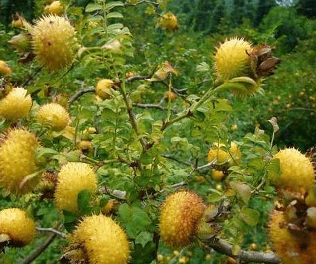 农村里的这几种水果,都是80,90后最深刻的记忆|水果|口感|功效_新浪