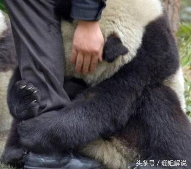 四川地震后, 熊猫再次见到饲养员紧紧抱住大腿: 刚才吓死宝宝了